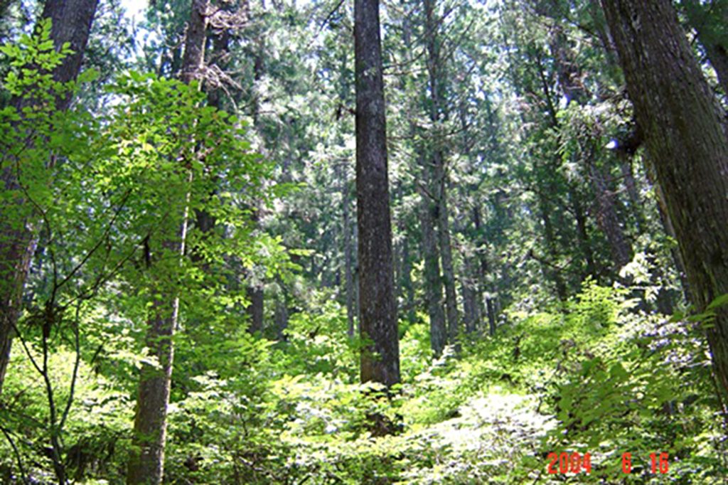 豊富な森林資源