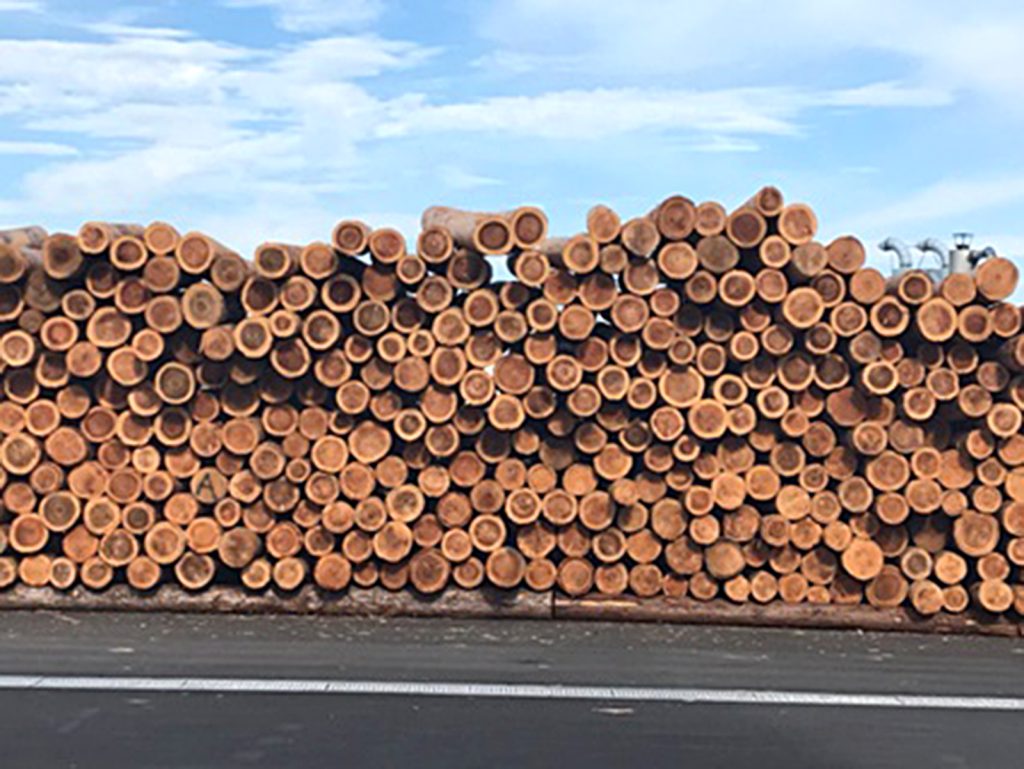 加工を待つスギ丸太